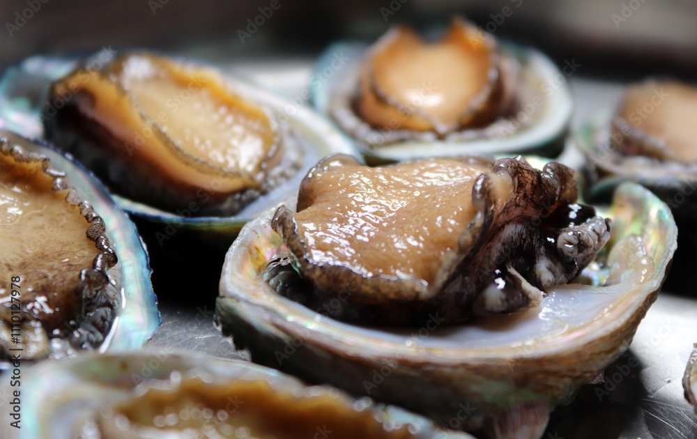 Healthy abalone in Korea. A close-up of fresh abalone.
Healthy abalone in Korea. A close-up of fresh abalone.