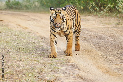 Bold and Ferocious Majestic Male Tiger head on shot while walking in the forest at Tadoba National Park, . One of the Most Bold and Ferocious Majestic Male Tiger head on shot  photo