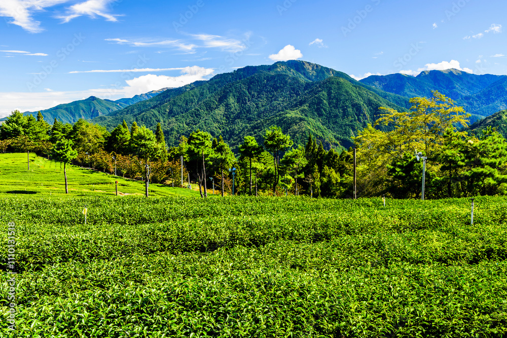 Fototapeta premium Beautiful tea plantation landscape on the mountaintop of Fushoushan Farm in Taichung, Taiwan.