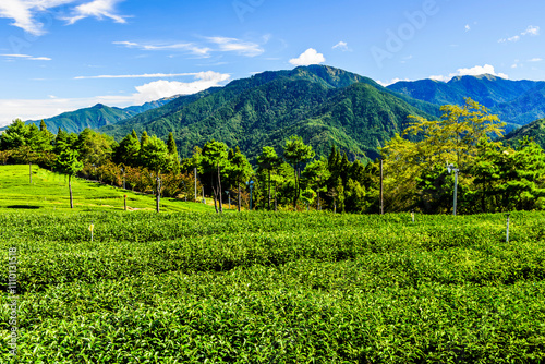 Beautiful tea plantation landscape on the mountaintop of Fushoushan Farm in Taichung, Taiwan. photo