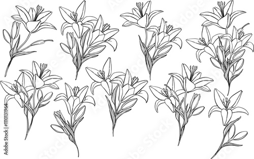 Set of vector han drawn lilies bouquets.