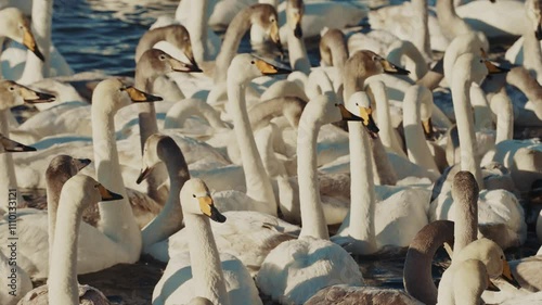 Swan gathering in a serene lake during early morning hours in winter