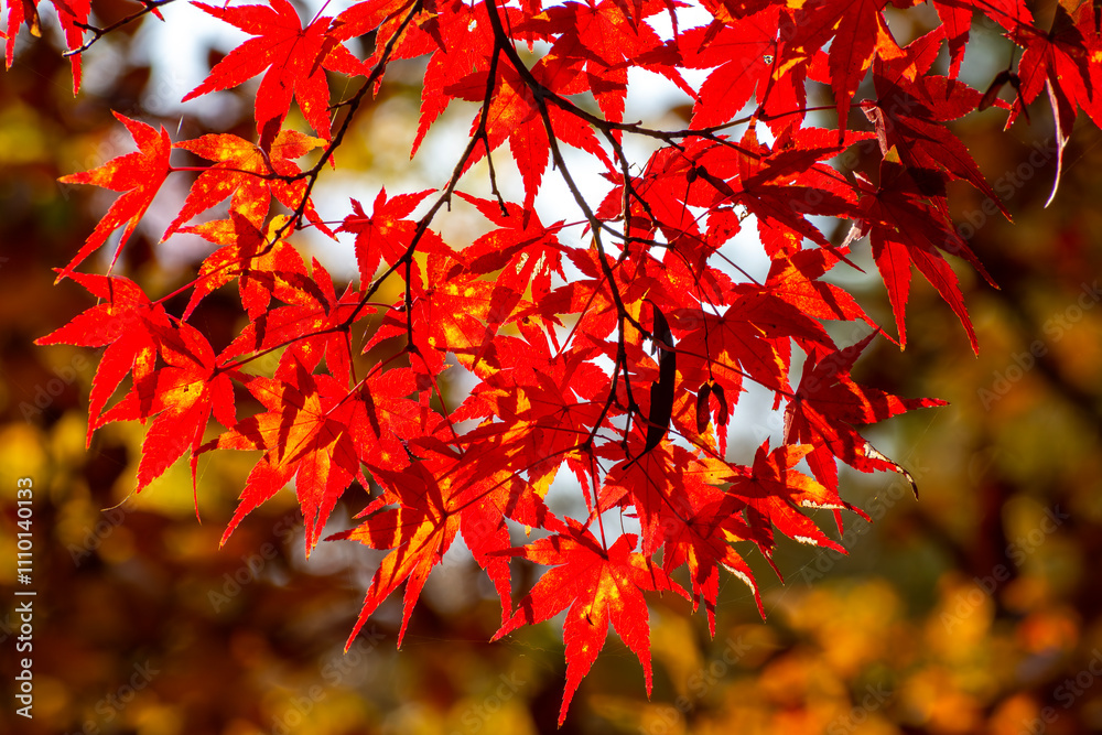 Red maple leaves in autumn in momiji season of Japan Red maple leaves in autumn in momiji season of Japan