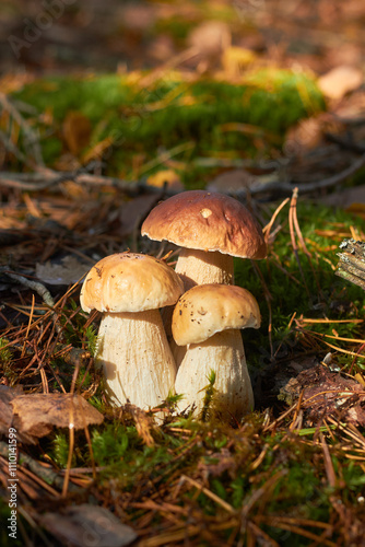 Three white mushrooms (Boletus edulis) on the forest floor among moss, green grass and fallen leaves.
