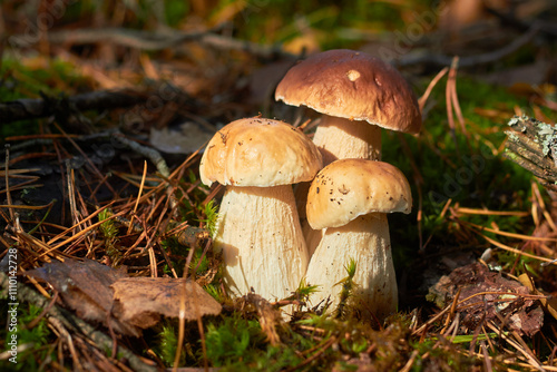 Three white mushrooms (Boletus edulis) on the forest floor among moss, green grass and fallen leaves.