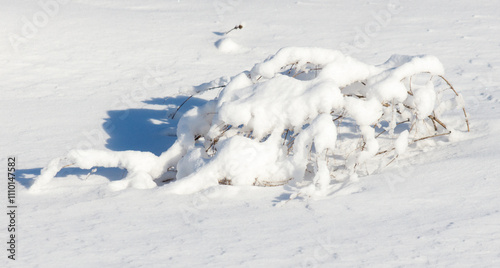 A branch covered in snow is laying on the ground