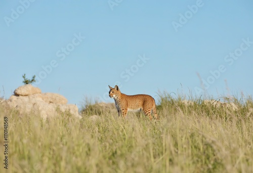 A young lynx standing in tall grass, with a focused expression on its face