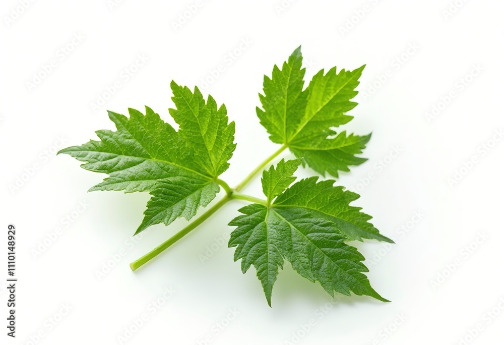 Fresh nettle on a white background Fresh nettle on a white background