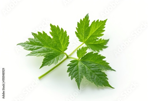 Fresh nettle on a white background