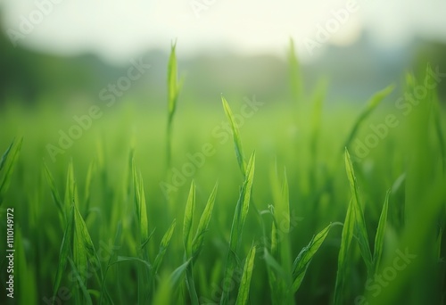 Lush green grass blades in a field, with a soft, blurred background