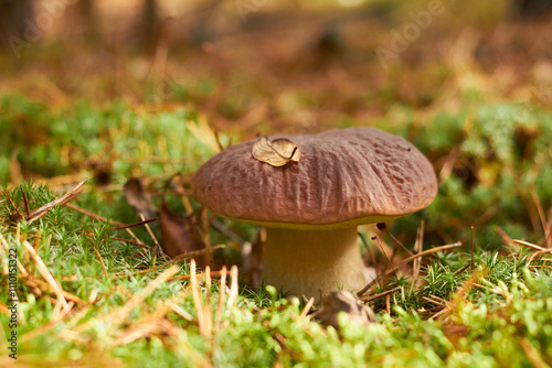 The Boletus Edulis is a beautiful edible mushroom. 