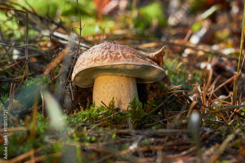 The Boletus Edulis is a beautiful edible mushroom. 
