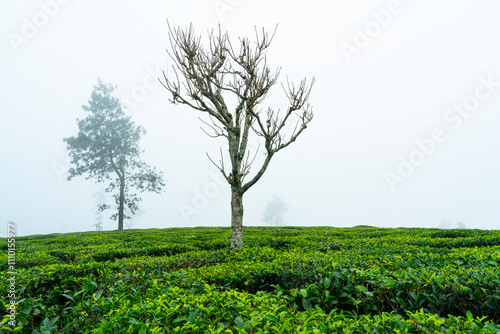 The Bare and Renewed Trees of Nallamudi Viewpoint photo