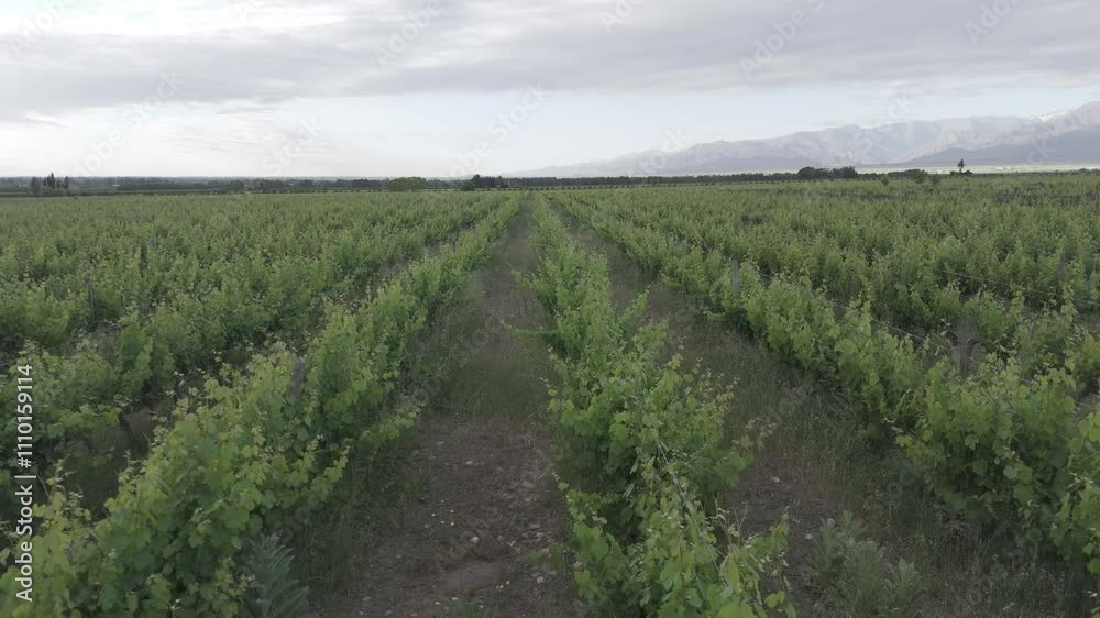 aerial view of vineyards in Mendoza D-Log video without editing aerial view of vineyards in Mendoza D-Log video without editing