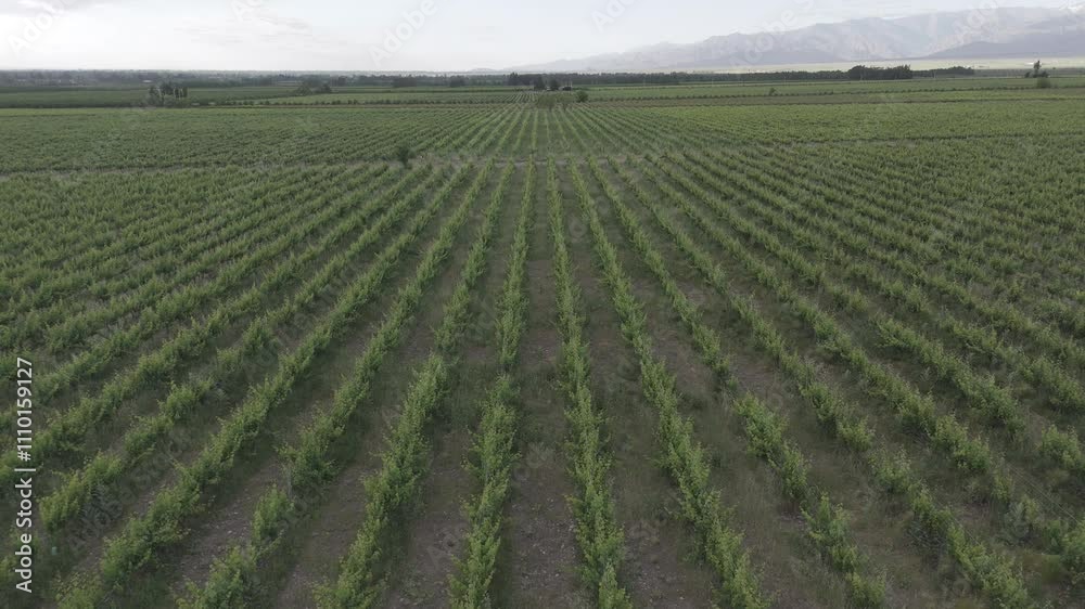 aerial view of vineyards in Mendoza D-Log video without editing aerial view of vineyards in Mendoza D-Log video without editing