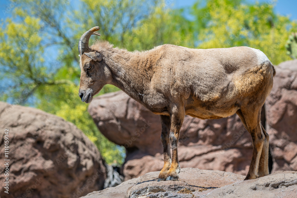 A Bighorn Sheep in the field of Tucson, Arizona A Bighorn Sheep in the field of Tucson, Arizona
