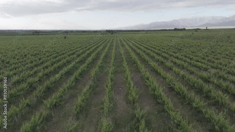 aerial view of vineyards in Mendoza D-Log video without editing