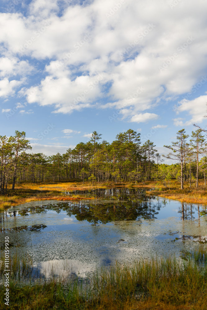 Fototapeta premium Pine trees and clouds on blue sky reflecting in a bog lake, Estonia