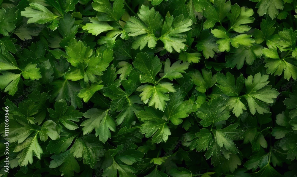 Fresh green parsley leaves, close-up view. Organic herbs and culinary ingredients concept Fresh green parsley leaves, close-up view. Organic herbs and culinary ingredients concept