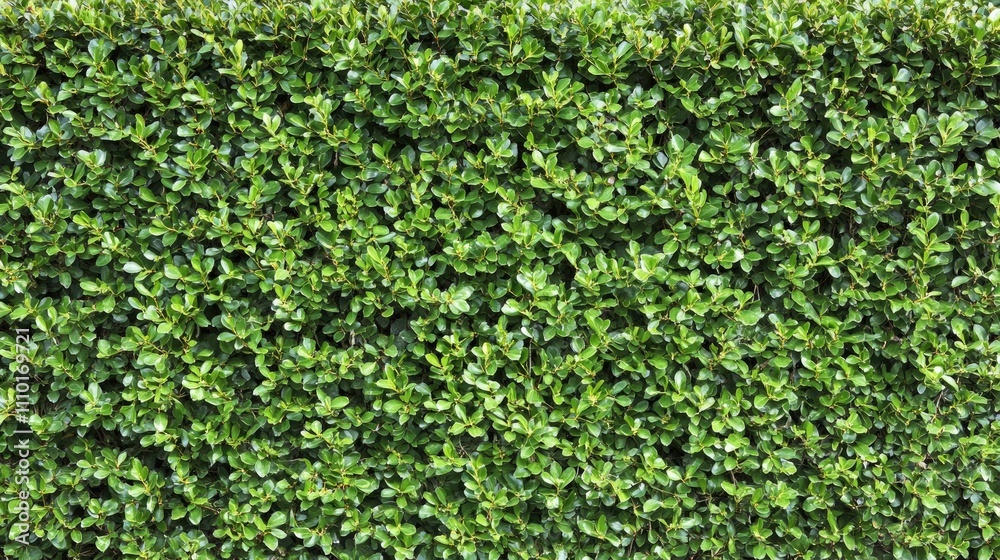 Lush green shrub background close up showcasing vibrant foliage ideal for nature and gardening themes Lush green shrub background close up showcasing vibrant foliage ideal for nature and gardening themes