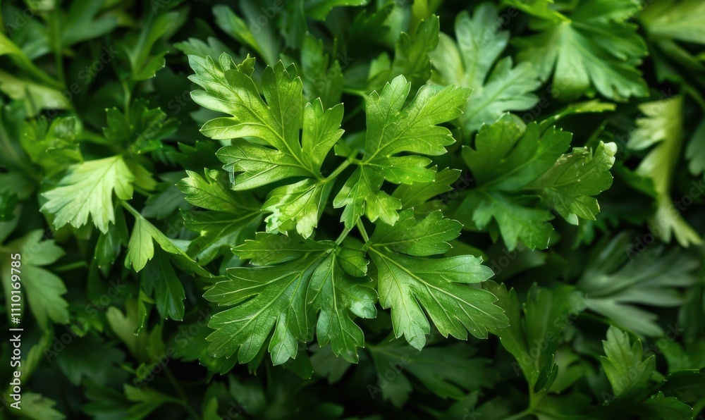 Fresh green parsley leaves, close-up view. Organic herbs and culinary ingredients concept Fresh green parsley leaves, close-up view. Organic herbs and culinary ingredients concept