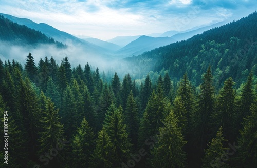 Misty Mountain Forest