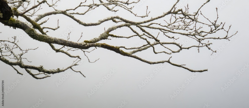 Fototapeta premium Bare tree branch silhouetted against a gray misty background highlighting natural textures and minimalistic composition.