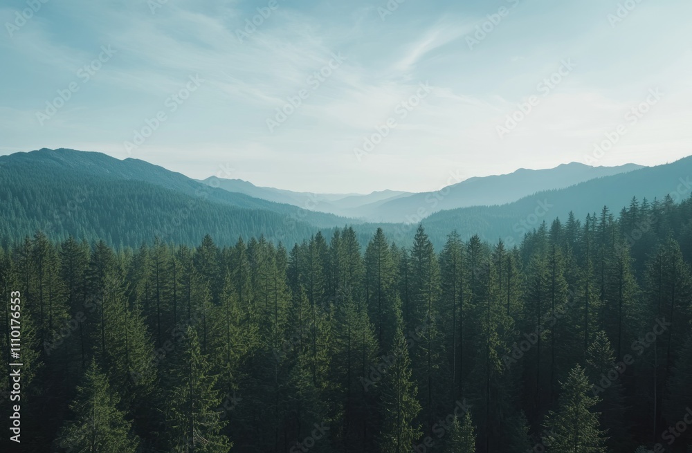 Serene Mountain Forest Serene Mountain Forest