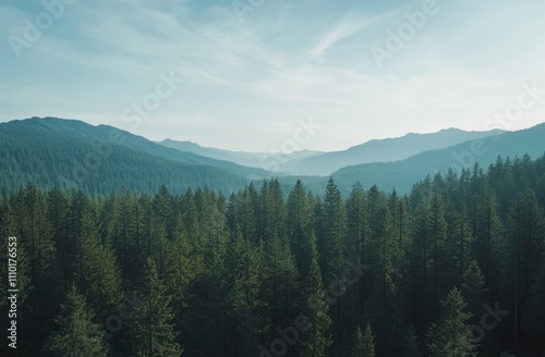 Serene Mountain Forest