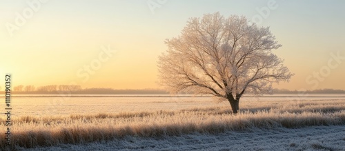 Frost-covered tree at sunrise in a serene winter landscape with tranquil snowy fields and soft pastel skyèƒŒæ™¯ photo