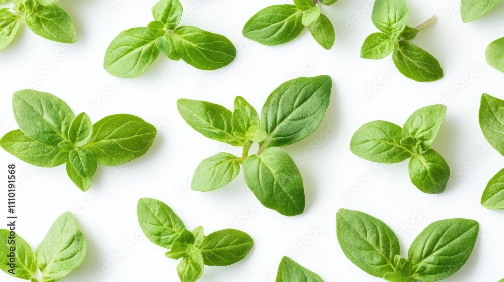 Fresh oregano leaves arranged on a clean white background showcasing their vibrant green color and delicate texture ideal for culinary designs. Fresh oregano leaves arranged on a clean white background showcasing their vibrant green color and delicate texture ideal for culinary designs.