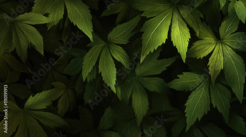 Lush green foliage creates a dark mysterious botanical backdrop perfect for summer-themed designs and natural aesthetics.