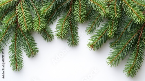 Fresh pine branches creating a natural border on a clean white background for seasonal and holiday design concepts.