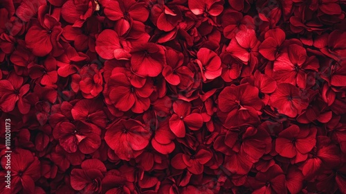 Close up of vibrant red garden geranium flowers showcasing intricate textures and rich colors in a natural floral arrangement.