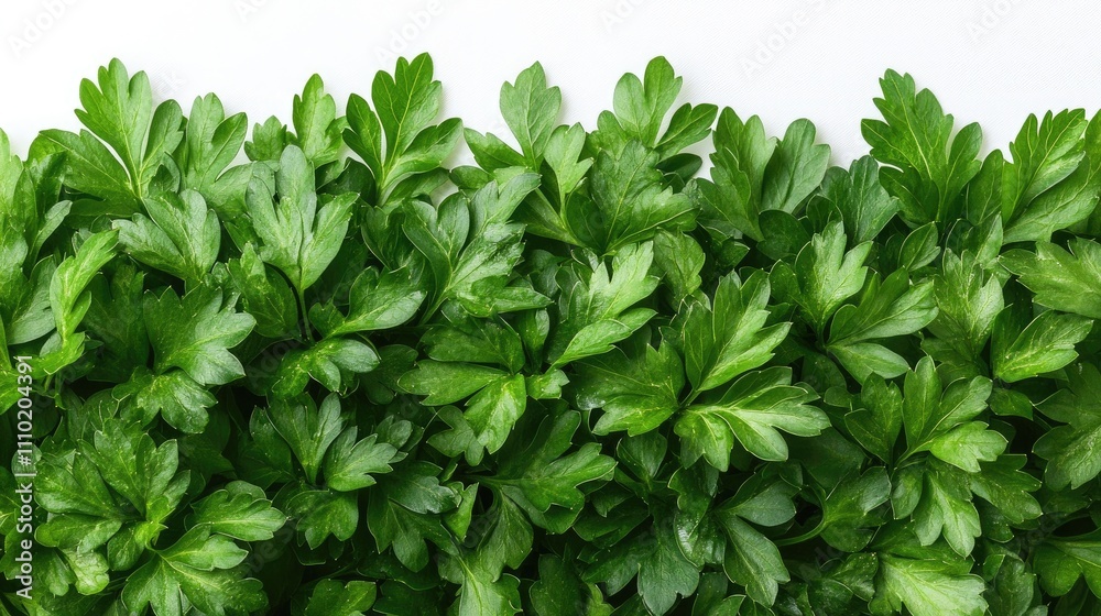 Fresh parsley leaves arranged on a clean white background showcasing vibrant greenery and rich textures for culinary use or decoration. Fresh parsley leaves arranged on a clean white background showcasing vibrant greenery and rich textures for culinary use or decoration.