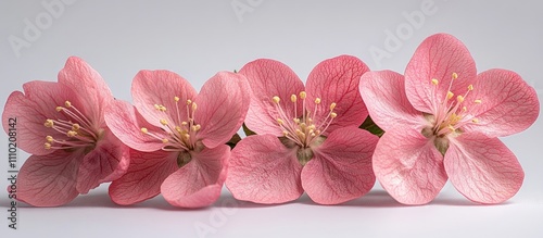 Wallpaper Mural Delicate pink apple blossoms arranged beautifully on a clean white background showcasing natural elegance and floral beauty Torontodigital.ca