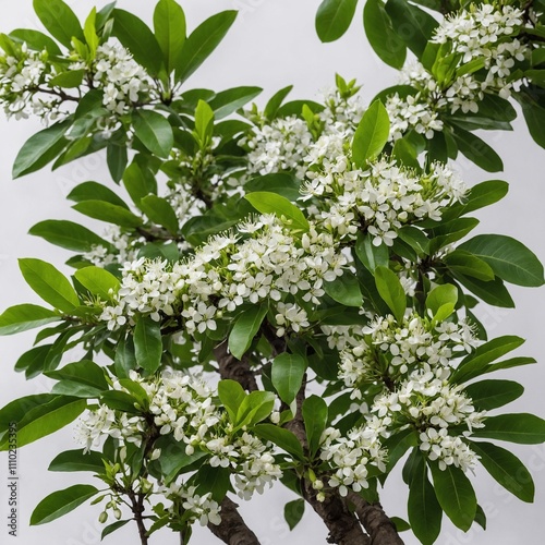 A mahua tree with small green leaves and fragrant white flowers, on a white background. photo