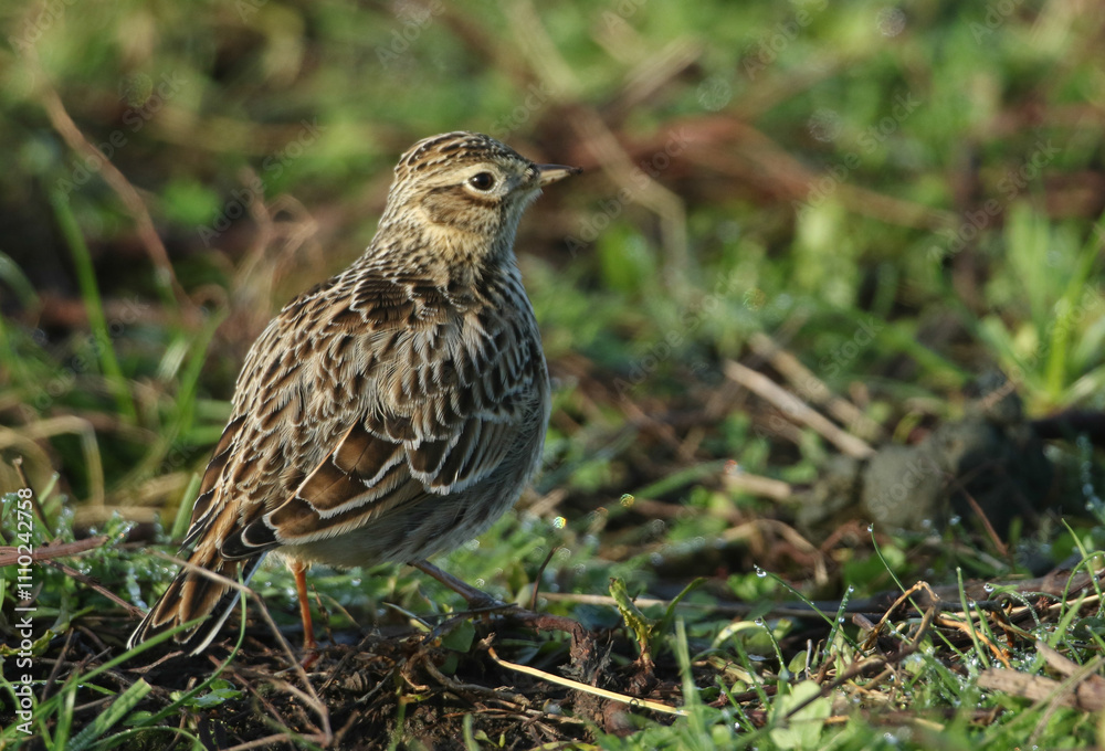A Skylark, Alauda arvensis, feeding on the ground in a meadow. A Skylark, Alauda arvensis, feeding on the ground in a meadow.