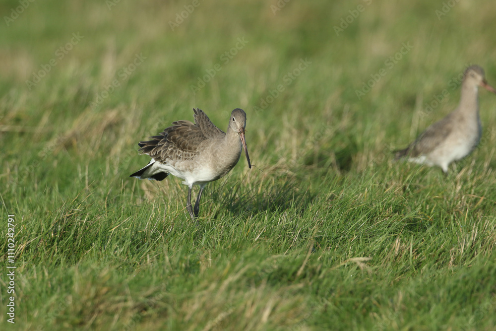 A Black-tailed Godwit, Limosa limosa, hunting for food in a field. A Black-tailed Godwit, Limosa limosa, hunting for food in a field.