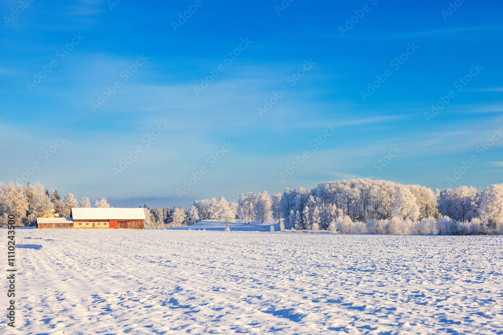 Snowy field with hoarfrost on the trees in a rural landscape with a red barn Snowy field with hoarfrost on the trees in a rural landscape with a red barn