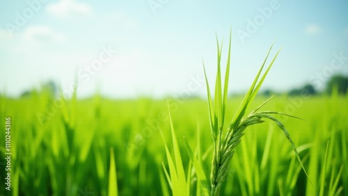 Wabi-sabi Close-up of vibrant green rice plants under bright sunlight, symbolizing growth and abundance.