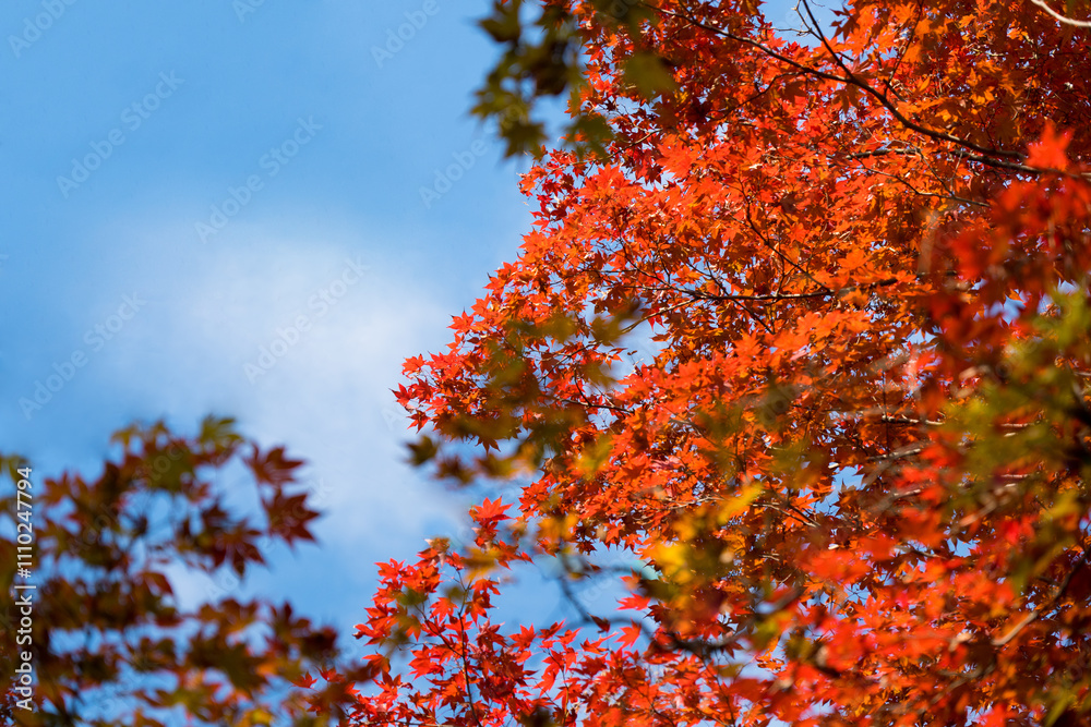 2024.11富山市の呉羽山明るい紅葉 2024.11富山市の呉羽山明るい紅葉