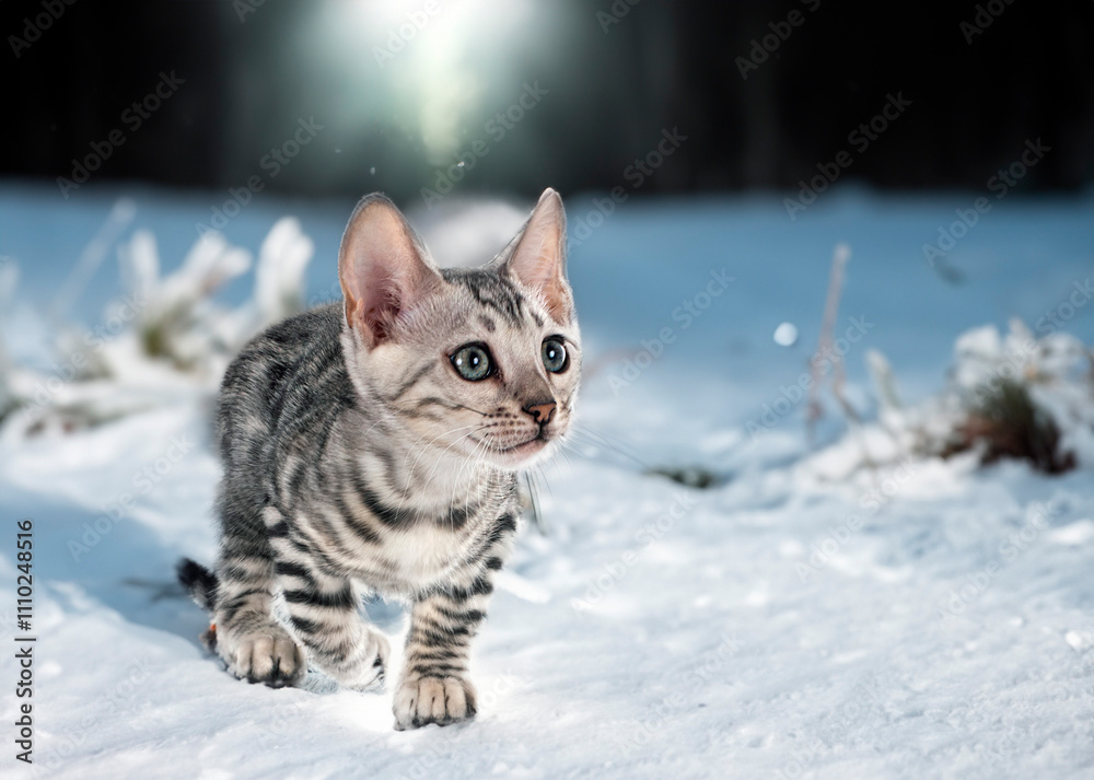Naklejka premium bengal kitten in nature