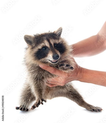 young raccoon in studio photo