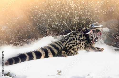Common genet in nature photo