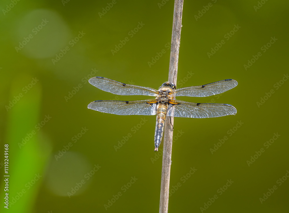 Macro of a four-spotted chaser dragnonfly