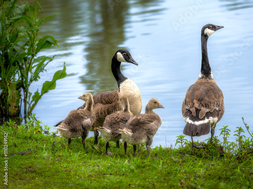 Canada goose family standing near a lake