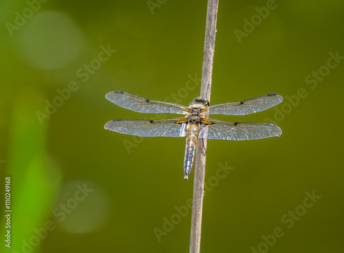 Obraz na płótnie Macro of a four-spotted chaser dragnonfly w salonie