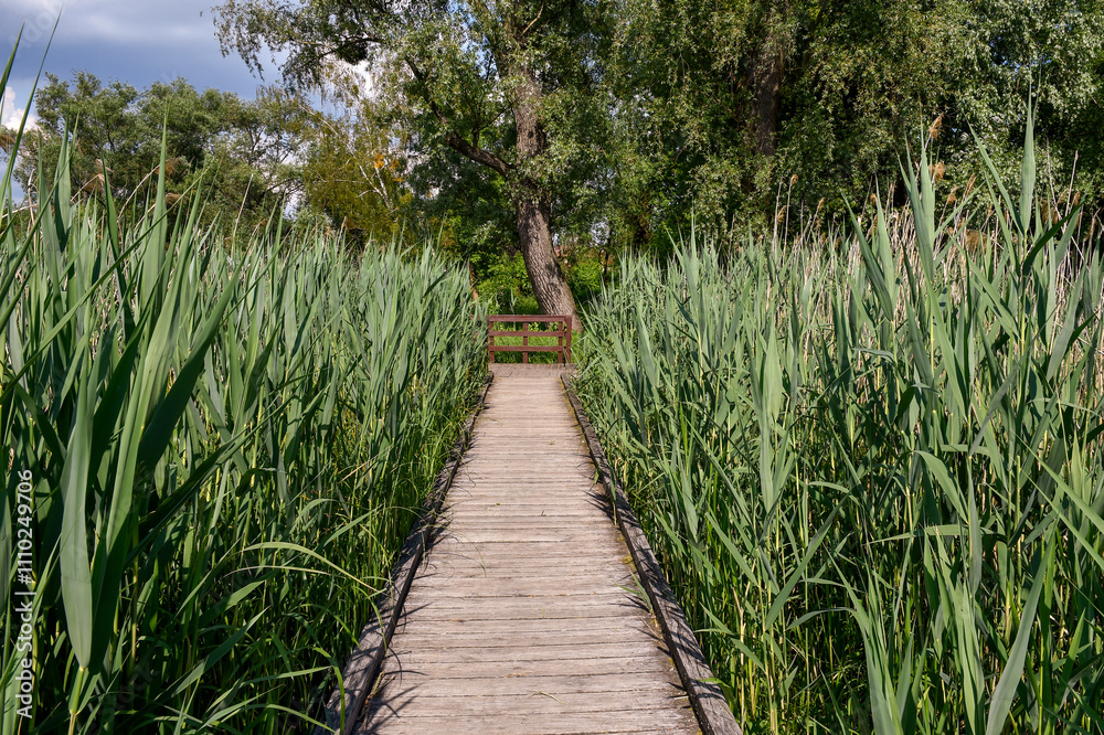 Wooden pathway in lush green reed wetland with scenic summer landscape Wooden pathway in lush green reed wetland with scenic summer landscape