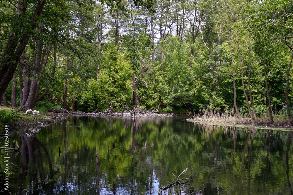 Scenic Summer Landscape with Calm River and Lush Greenery in Poland Scenic Summer Landscape with Calm River and Lush Greenery in Poland